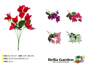 BG 305129 - BQ DE BOUGAINVILLE X5